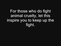 Animal Abuse Must Stop Book Animal Abuse Must Stop Book