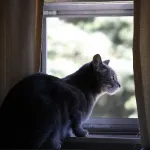 The Cat Meow The Cat Meow