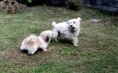 Samson and Rusty Samson and Rusty