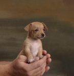 The forgotten pup. The forgotten pup.