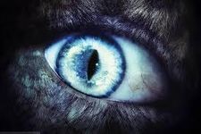 She wolf She wolf