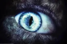 She wolf She wolf