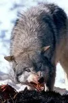 The alpha trials (PREVIEW ONLY THE FIRST 3 CHAPTERS) The alpha trials (PREVIEW ONLY THE FIRST 3 CHAPTERS)