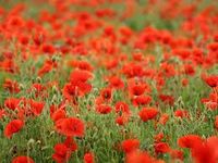 Let's remember Let's remember