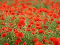 Let's remember