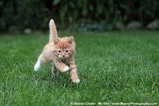 The Lost Kitten The Lost Kitten