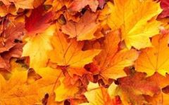Autumn Girl Autumn Girl