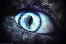 Awakening the wolf Awakening the wolf