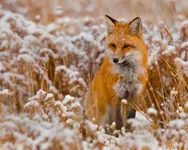 A Fox Tale A Fox Tale