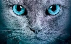 Warrior Cats Name Generator Warrior Cats Name Generator
