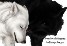 Wolf Heart Wolf Heart