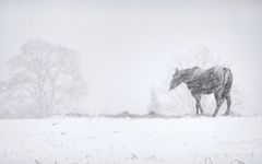 Snow Snow