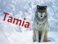 Tamia Tamia