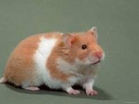 the evil hamster the evil hamster