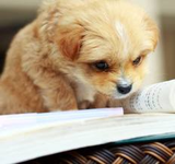 Dog stories Dog stories