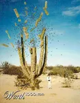 The Exploding Cactus The Exploding Cactus