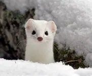 Bad Luck: 2025, Story 2, The Suffocation