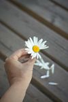 He Loves Me Not He Loves Me Not