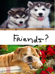Do English Bulldogs and Siberian Huskies get along? Like, if you buy/adopt both of them as puppies? Because I want a Siberian Husky and my little brother wants a English bulldog but we're not sure if they would get along? My mum isn't crazy about two dog breeds in one house though.. so please help! (Persuasions appreciated) Thanks guys! Do English Bulldogs and Siberian Huskies get along? Like, if you buy/adopt both of them as puppies? Because I want a Siberian Husky and my little brother wants a English bulldog but we're not sure if they would get along? My mum isn't crazy about two dog breeds in one house though.. so please help! (Persuasions appreciated) Thanks guys!