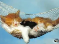 Cats vs Dogs! witch is better? come on tell us please pick cats but dogs are mutts like gale! Cats vs Dogs! witch is better? come on tell us please pick cats but dogs are mutts like gale!