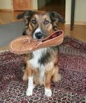 Has your dog ever stolen one of your shoes so now it's their favourite chew toy? It's happened to me. Has your dog ever stolen one of your shoes so now it's their favourite chew toy? It's happened to me.