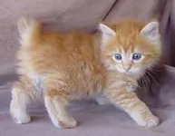 How does the bobtail cat keep it's balcnce? A cat's tail gives the cat balance, but how does the bobtail keep it's balance if it has a bunny tail? How does the bobtail cat keep it's balcnce? A cat's tail gives the cat balance, but how does the bobtail keep it's balance if it has a bunny tail?
