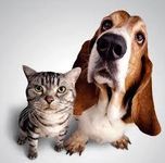 what kind of pets do you have? please answer if you have any :) what kind of pets do you have? please answer if you have any :)