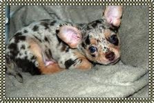 Who loves Blue Merle dog breeds? I love them, especially the Blue Merle Chihuahua! What's your favorite type? Who loves Blue Merle dog breeds? I love them, especially the Blue Merle Chihuahua! What's your favorite type?