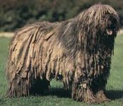 What type of dog is this? Well, what breed of dog is it? What type of dog is this? Well, what breed of dog is it?