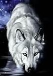 Does anyone here play Wolf Quest??? I love wolf quest and I want to rp but no one seems to be on the multiplayer Does anyone here play Wolf Quest??? I love wolf quest and I want to rp but no one seems to be on the multiplayer