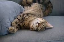 Why do cats purr? I've always wanted to know why cats purr. I've heard it's because they're in a good mood or very nervous. But why is that? Why do cats purr? I've always wanted to know why cats purr. I've heard it's because they're in a good mood or very nervous. But why is that?