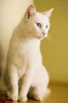 Whats your fave animal? I am cat person and everyone thinks I'm crazy. So whats ur fave animal? Whats your fave animal? I am cat person and everyone thinks I'm crazy. So whats ur fave animal?