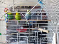 HELP!!! please, my bird could die of this My 2 year old female budgie, Florence, is attacking my male, Rio, for absoloutly no reason, and my other female Heidi, once bit Florence trying to protect him, and Rio just does nothing, I got them 3 days ago, and they were happy until last night she and Heidi decided to both beak hi , and he went down on the lowest perch and tucked his head in his back, and today, he was sitting on the same perch, and she just attacks him, for NO reason, he is not even near her, I have read that its part of their nature and I should let them be, but I cant, and always tear up when I see him so hurt, PLEASE HELP, WHAT IS HAPPENING?????!!! And that's them in the picture, the blue one is Florence and Heidi is the smallest one HELP!!! please, my bird could die of this My 2 year old female budgie, Florence, is attacking my male, Rio, for absoloutly no reason, and my other female Heidi, once bit Florence trying to protect him, and Rio just does nothing, I got them 3 days ago, and they were happy until last night she and Heidi decided to both beak hi , and he went down on the lowest perch and tucked his head in his back, and today, he was sitting on the same perch, and she just attacks him, for NO reason, he is not even near her, I have read that its part of their nature and I should let them be, but I cant, and always tear up when I see him so hurt, PLEASE HELP, WHAT IS HAPPENING?????!!! And that's them in the picture, the blue one is Florence and Heidi is the smallest one