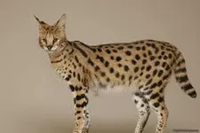 What are your top 3 favourite breed of cat? Mine are Savannah, Bombay and Siberian! What's yours? What are your top 3 favourite breed of cat? Mine are Savannah, Bombay and Siberian! What's yours?