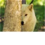favorite animal? tell me! just wanna know! my favorite animals are monkeys and wolves! whats yours? :3 favorite animal? tell me! just wanna know! my favorite animals are monkeys and wolves! whats yours? :3