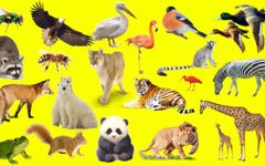 favourite animal? favourite animal?