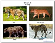 What is your favourite: Lions, Tigers, Jaguars or Leopards? 4 main big cats, my fav's the Leopard!! What is your favourite: Lions, Tigers, Jaguars or Leopards? 4 main big cats, my fav's the Leopard!!
