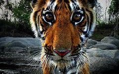 Are tigers going extinct? Are tigers going extinct?
