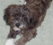 What big mixed breed is this? I know but do you? The only clue i am giving you is: It is a mix between 2 toy dogs. What big mixed breed is this? I know but do you? The only clue i am giving you is: It is a mix between 2 toy dogs.