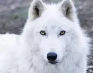 Are you agianst animal abuse??? Its super super sad when i hear a story on the news about animal abuse! Answer if you agree that it is disturbing and horrible! Are you agianst animal abuse??? Its super super sad when i hear a story on the news about animal abuse! Answer if you agree that it is disturbing and horrible!