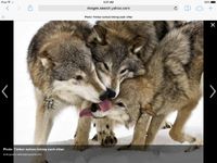 Why do people hate wolves? I seriously do not at all understand why people hate wolves and want to shoot and kill them. WOLFIES R SOO CUTE. And if a wolf attacks you, you're probably just getting too close them and their pups or you're invading their pack territory. Why do people kill wolfies?!?!?! I am so against animal cruelty, people can be so mean these days! Seriously don't know what's wrong with da universe this generation. Why do people hate wolves? I seriously do not at all understand why people hate wolves and want to shoot and kill them. WOLFIES R SOO CUTE. And if a wolf attacks you, you're probably just getting too close them and their pups or you're invading their pack territory. Why do people kill wolfies?!?!?! I am so against animal cruelty, people can be so mean these days! Seriously don't know what's wrong with da universe this generation.