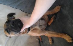 What the hell kind of dog is this? My Mom and I have been wondering for a while... All I known is part Lab, PLEASE HELP M8S. What the hell kind of dog is this? My Mom and I have been wondering for a while... All I known is part Lab, PLEASE HELP M8S.