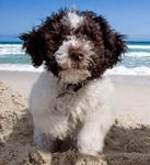 What breed of dog is this? Do you know what this dog breed is called? What breed of dog is this? Do you know what this dog breed is called?