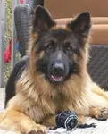 what dog is this? part 5 what breed of beautiful is this? what dog is this? part 5 what breed of beautiful is this?