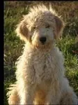 What is an ideal name for a Goldendoodle? I'd like to know what you think because I haven't got a clue What is an ideal name for a Goldendoodle? I'd like to know what you think because I haven't got a clue