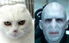 Please give me links!(I've already got Harrys) I neee help finding links to these characters costumes: Gilan (Ranger's Apprentice) Will Treaty (Ranger's Apprentice) Halt (Ranger's Apprentice) Morgarath (Ranger's Apprentice) Max Capricorn (Doctor Who) Harry Potter (Harry Potter) Voldemort (Harry Potter) Please give me links!(I've already got Harrys) I neee help finding links to these characters costumes: Gilan (Ranger's Apprentice) Will Treaty (Ranger's Apprentice) Halt (Ranger's Apprentice) Morgarath (Ranger's Apprentice) Max Capricorn (Doctor Who) Harry Potter (Harry Potter) Voldemort (Harry Potter)