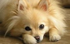 What's your fave dog breed?! My favorites are Pugs and Huskies! What are yours?! What's your fave dog breed?! My favorites are Pugs and Huskies! What are yours?!
