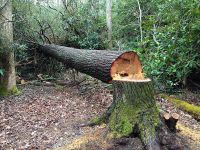 Do you think plants and trees can feel pain? Do you think plants and trees can feel pain?