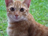 Have you always wondered what cats are saying to us? Pretty much i do wonder what they are saying to us or what they want, Also to know when they are happy or sad i do wonder sometimes so what do you think they say? Have you always wondered what cats are saying to us? Pretty much i do wonder what they are saying to us or what they want, Also to know when they are happy or sad i do wonder sometimes so what do you think they say?