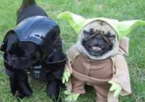What is your favourite type of dog? (1) Mine are pugs What is your favourite type of dog? (1) Mine are pugs